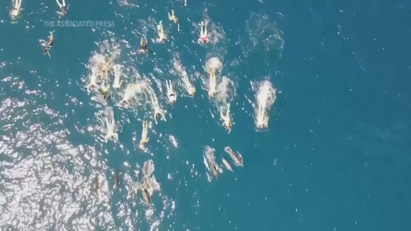 Hawaii Authorities Investigate 33 Swimmers for Harassing Spinner Dolphins