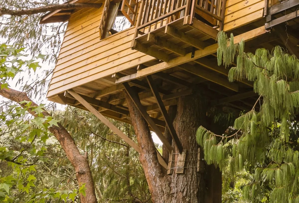 Featured image for Father's Treehouse for Daughter Faces Preservation Battle with HOA