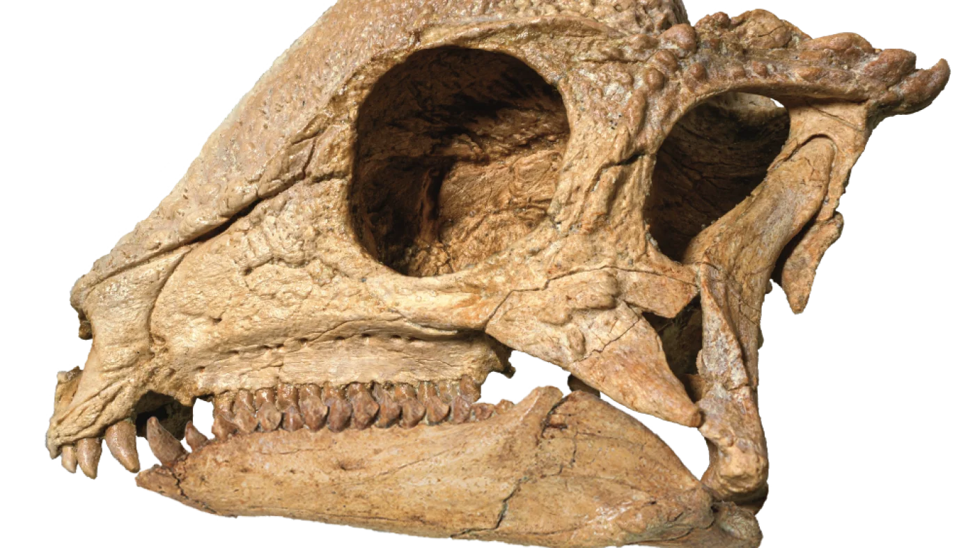 Rare Dinosaur Specimen Discovered as a Shining Jewel