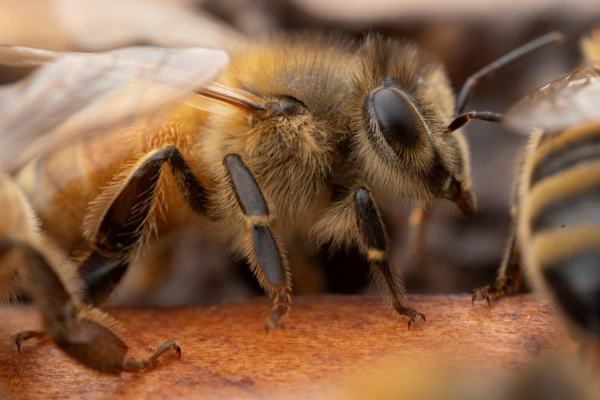 "Bee Decision-Making Outperforms Humans in Speed and Accuracy, Researchers Find"