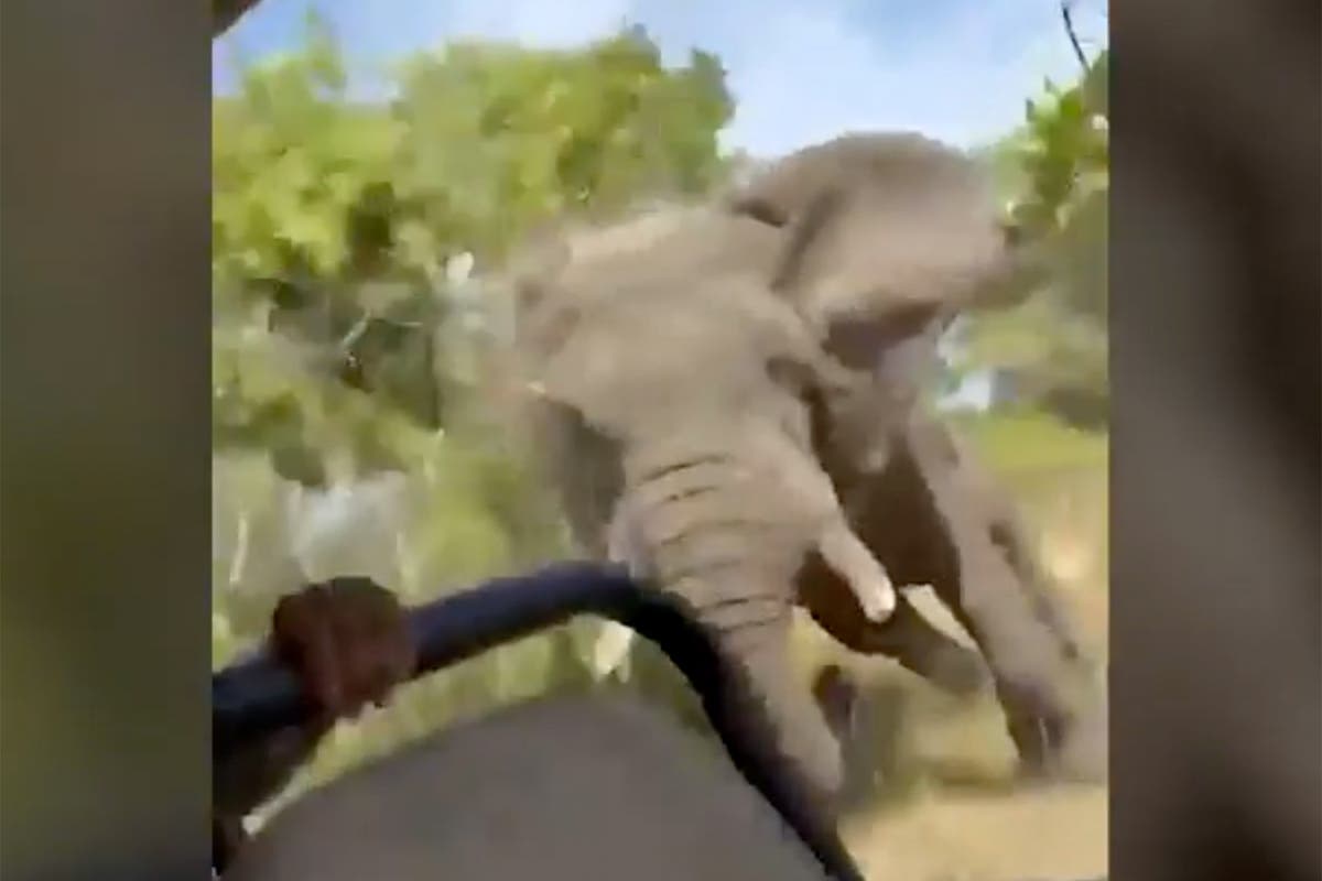 Elderly American Tourist Fatally Injured by Elephant During Zambian Safari
