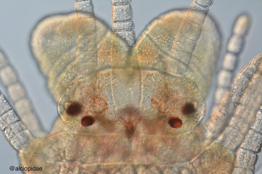 Featured image for The Mysterious Reproduction Strategy of Sea Worms: Detaching and Swimming for Romance