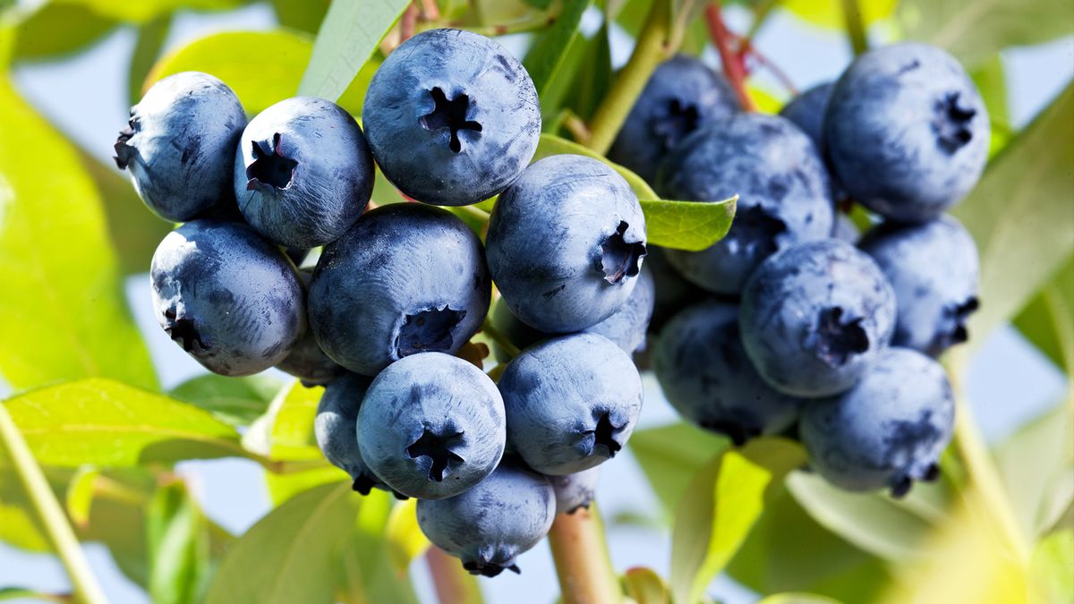 Featured image for "The Science Behind Blueberries' Blue Hue"