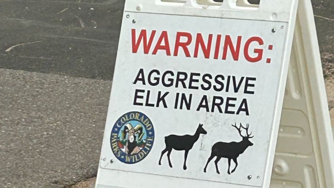 Featured image for Second Elk Attack in Estes Park Injures Young Child
