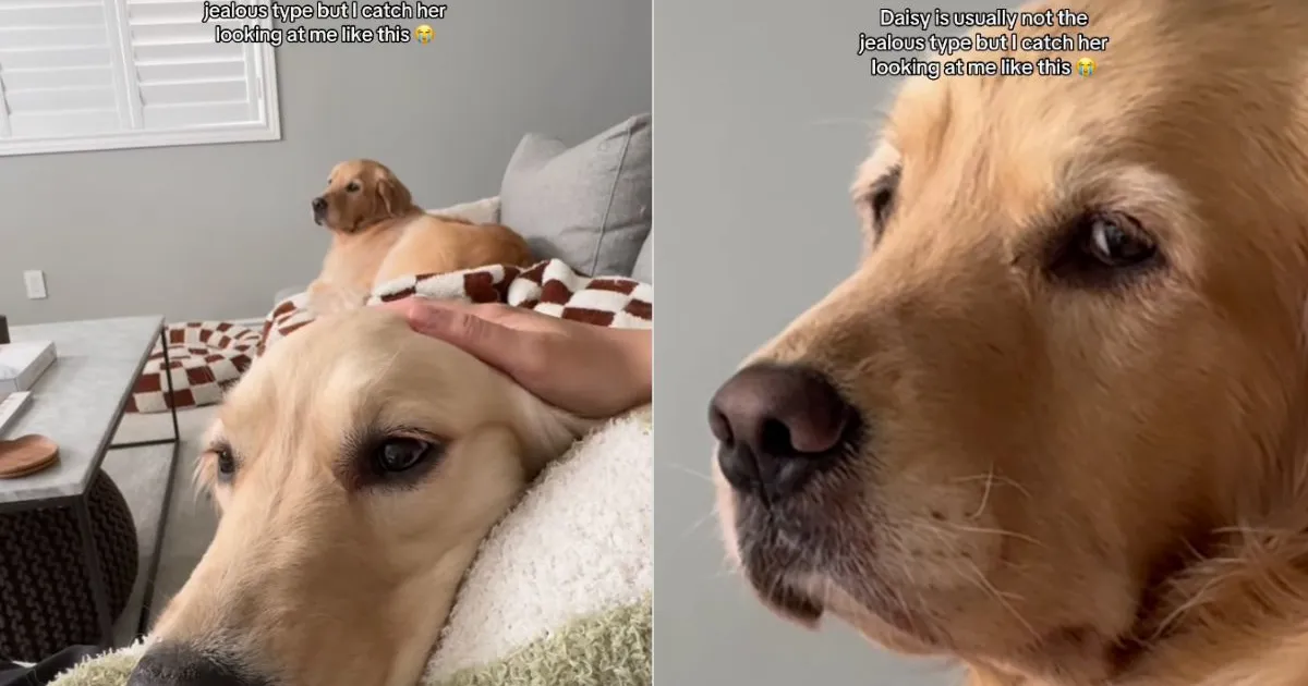Featured image for Jealous Golden Retriever Gives Side Eye When Mom Pets Sibling