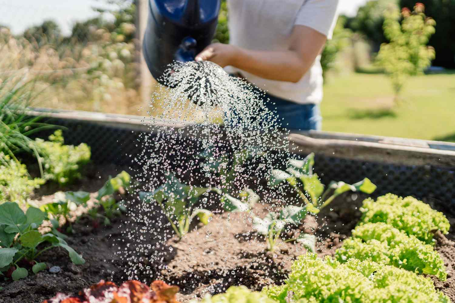 The Surprising Health Benefits of Gardening for Just One Hour