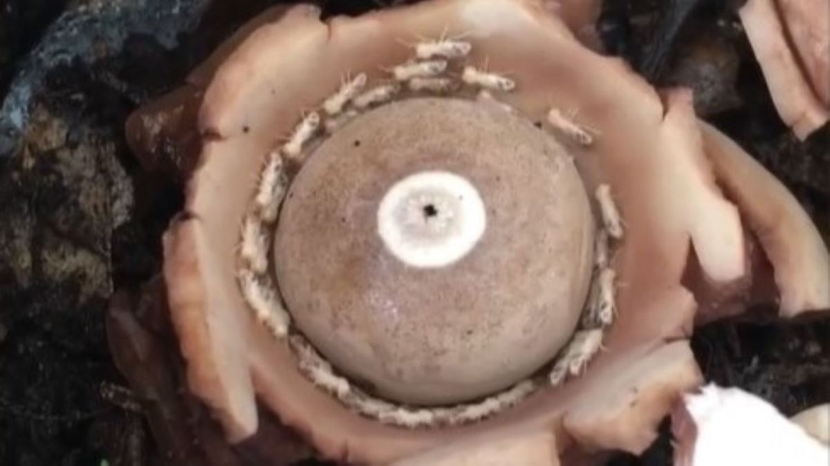 Featured image for "Viral Video: Termites Caught in Bizarre 'Death Spiral'"