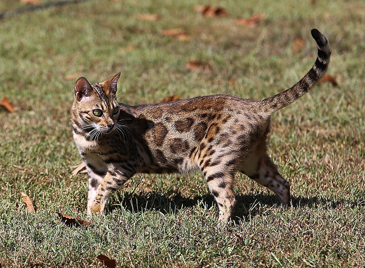 Featured image for Unraveling the Genetic Mysteries of the Bengal Cat