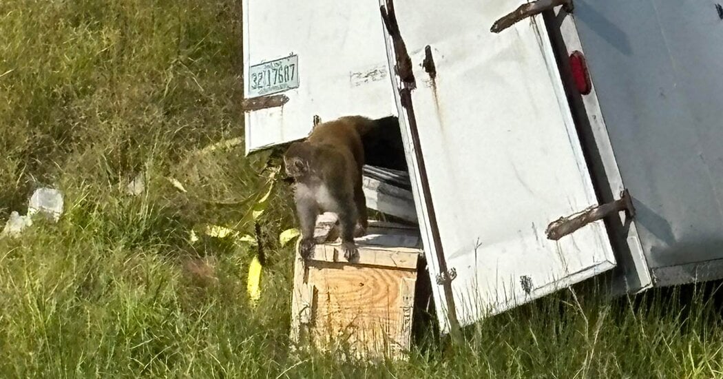 Featured image for Escaped Monkeys Cause Chaos Amid Miscommunication and Ongoing Search