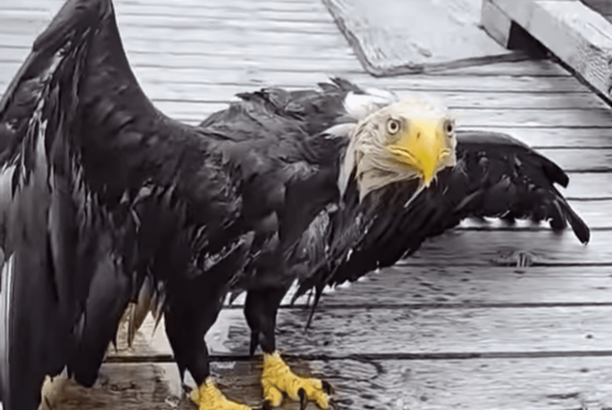 Featured image for "Good Samaritan Rescues Drowning Bald Eagle"