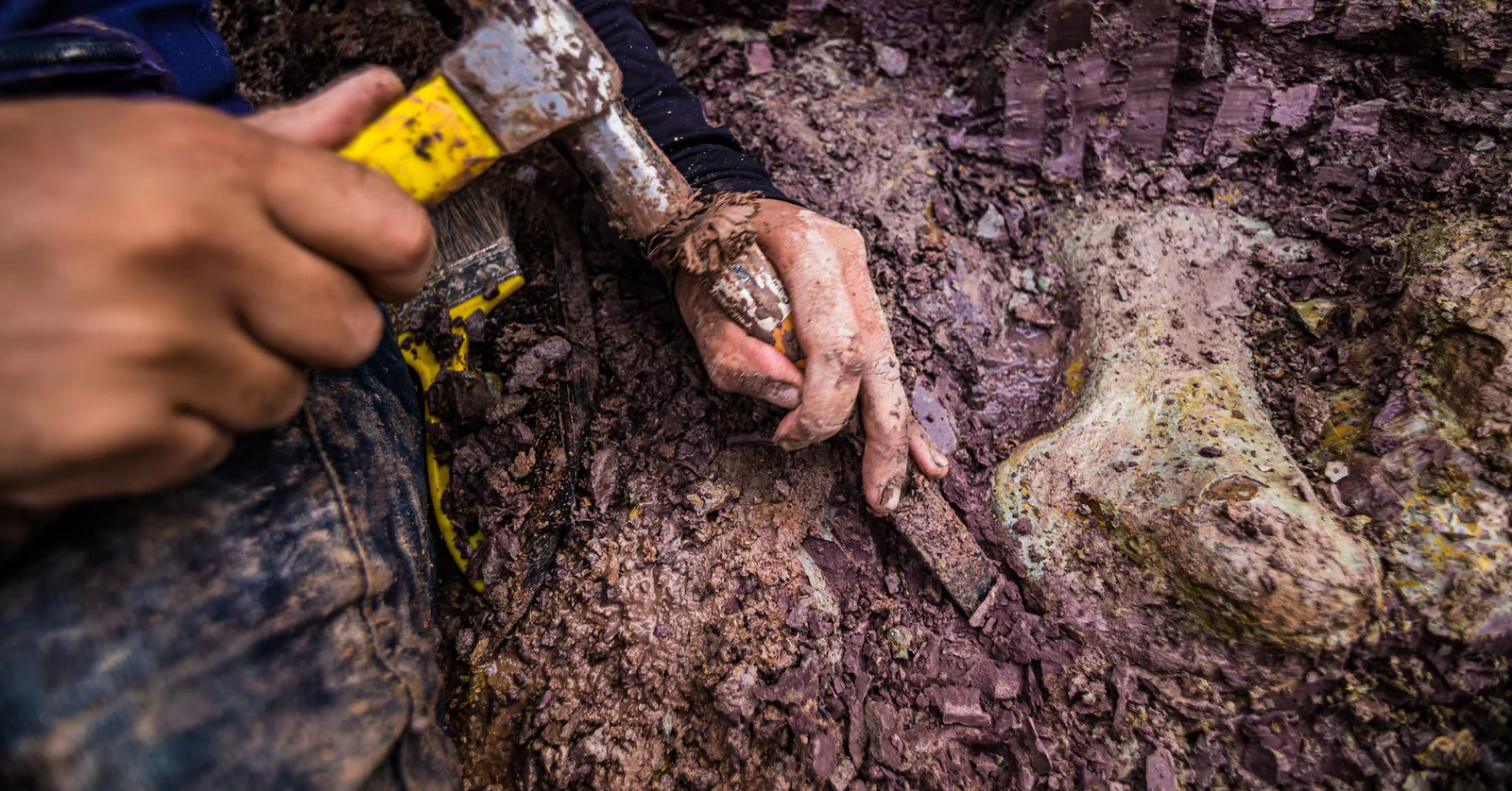 Brazil unearths 20-meter giant dinosaur, Dasosaurus tocantinensis