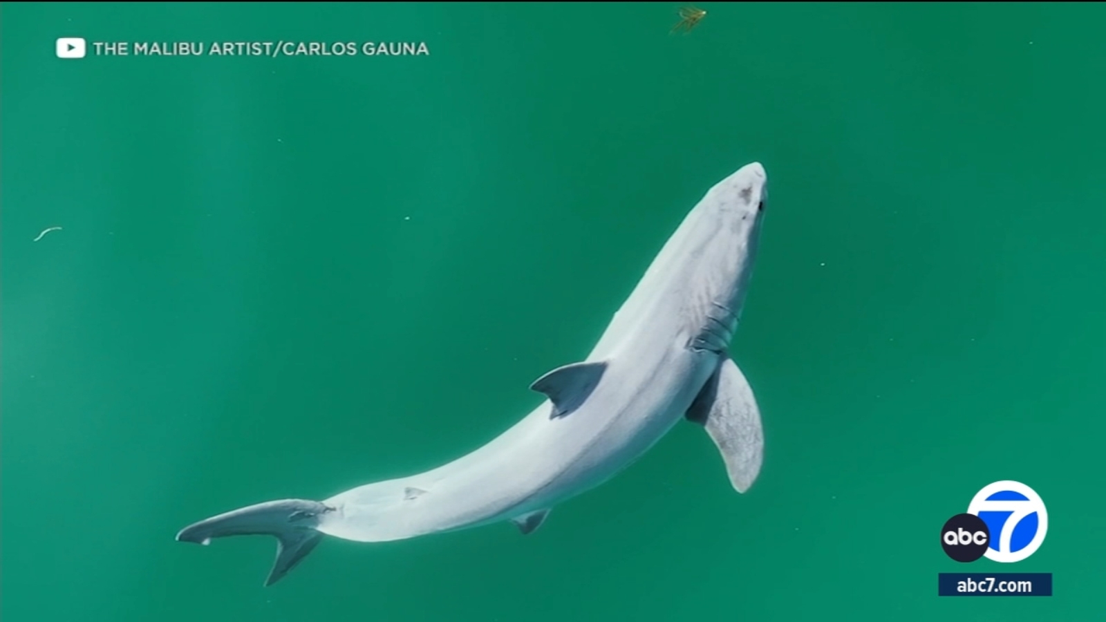 Featured image for "Drone Captures First-Ever Footage of Live Newborn Great White Shark off Santa Barbara Coast"