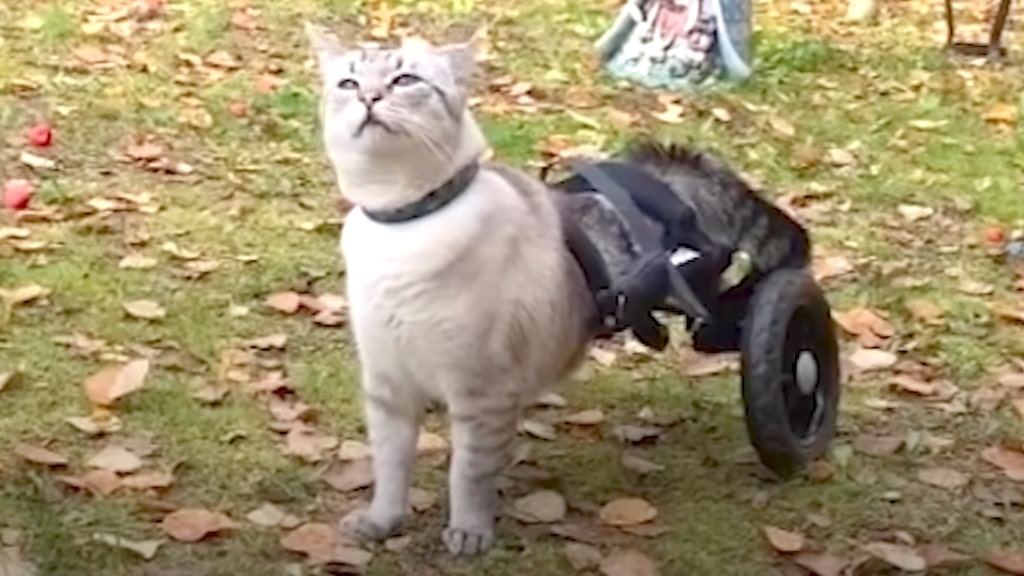 Featured image for "Adaptive Innovation: Paralyzed Cat Defies Limits with Custom Wheelchair"