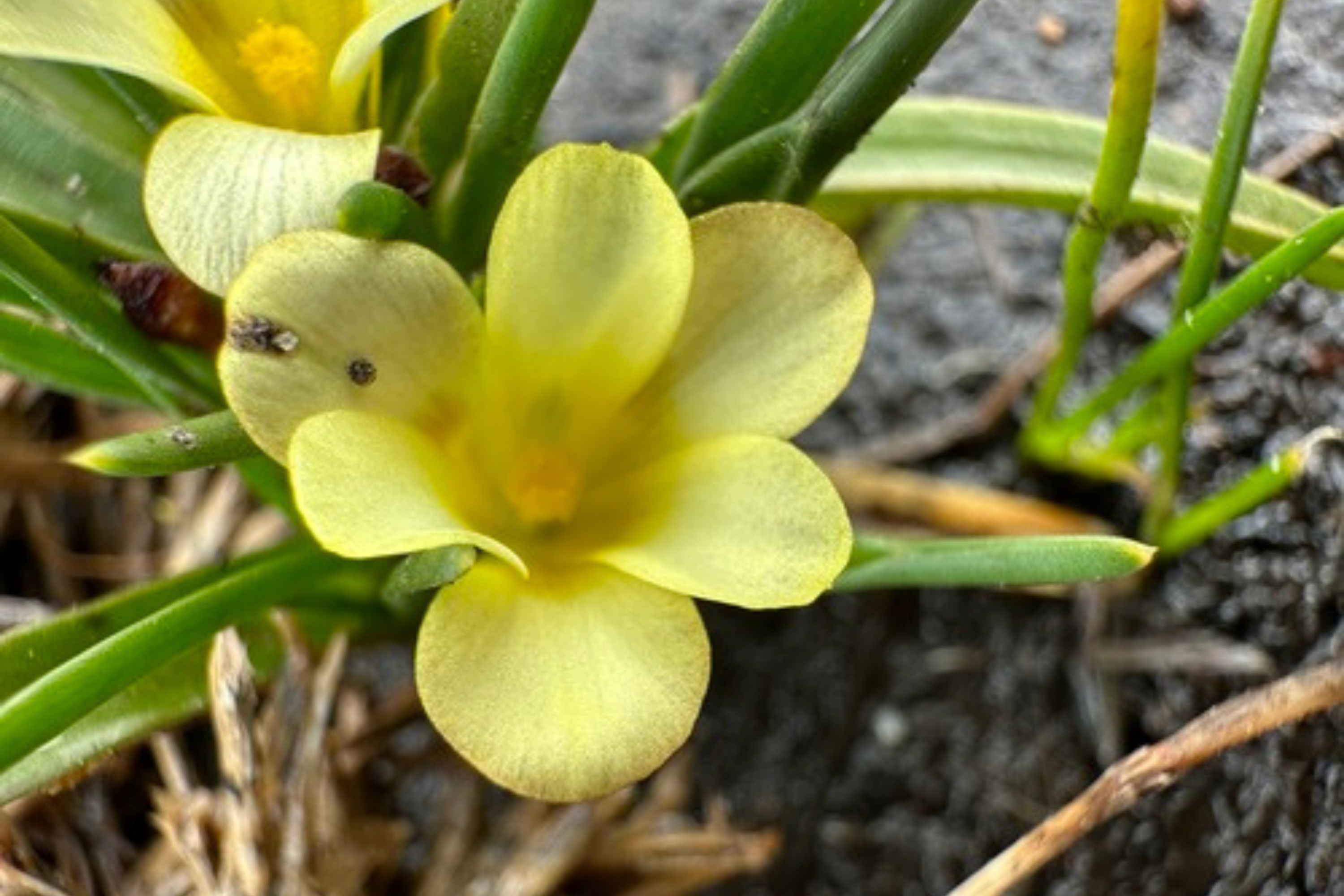 Rare Flower Rediscovered After 40 Years in Road
