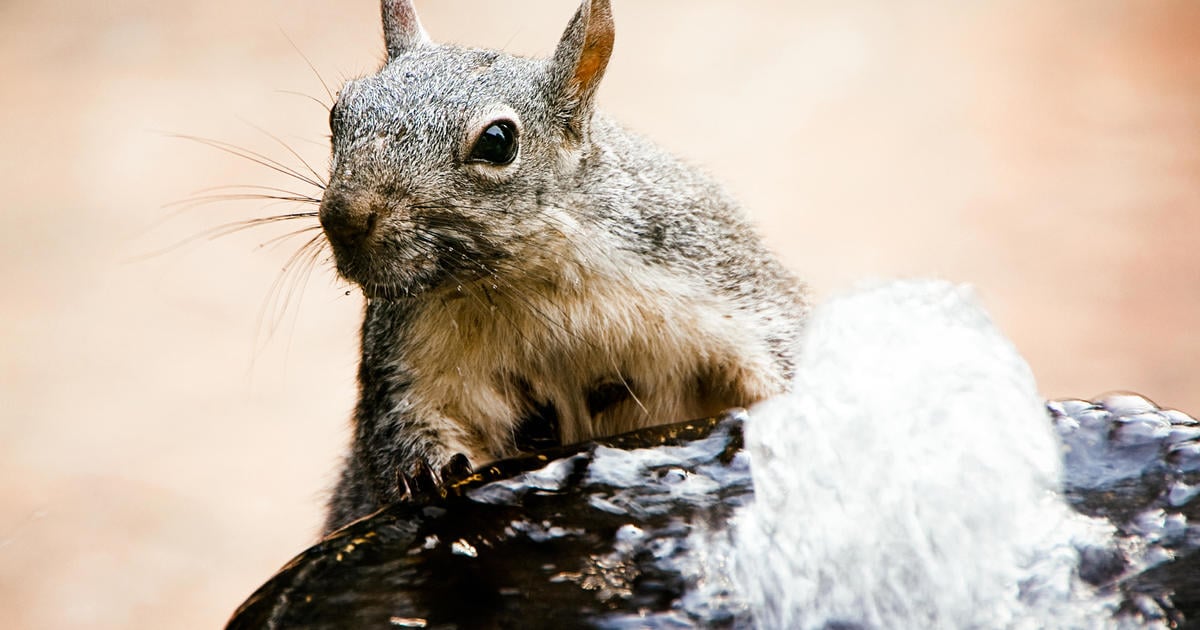 Featured image for "Endangered Status: Western Gray Squirrels Face Imminent Extinction in Washington State"