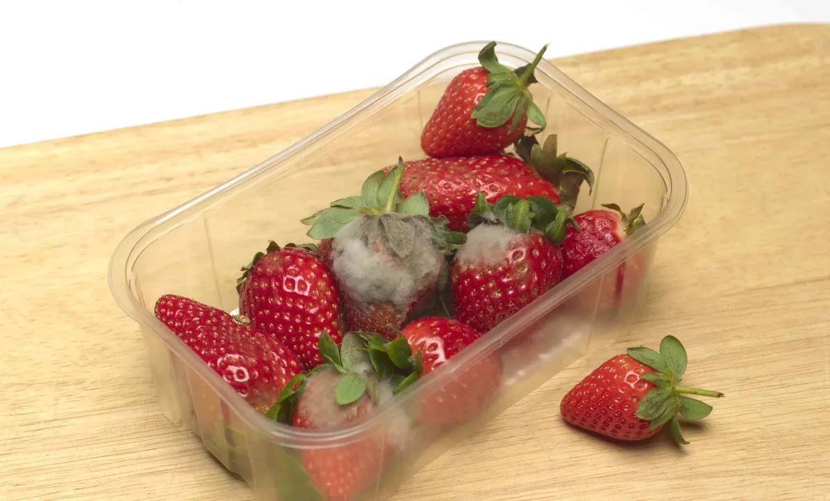 Moldy Berries: Safe to Eat or Not? Expert Opinion.