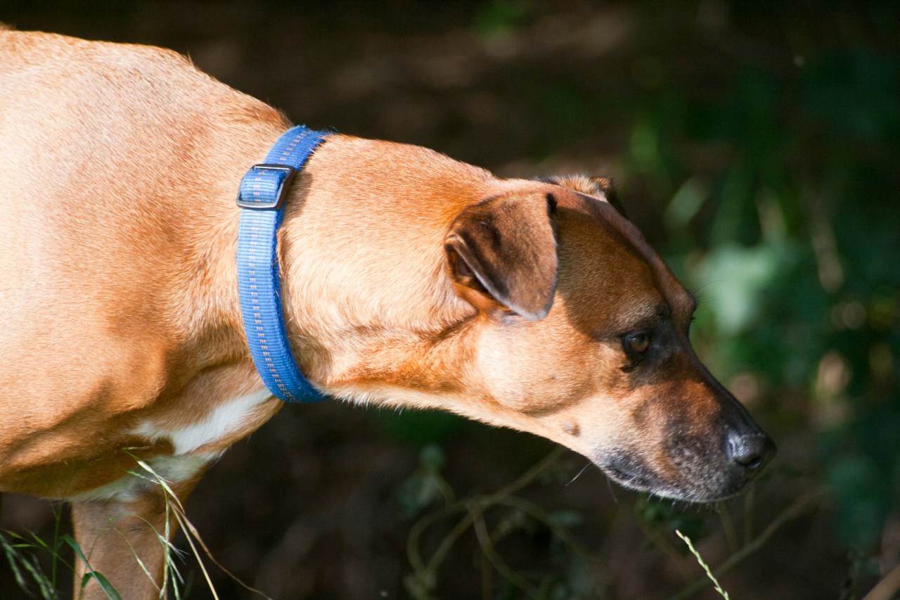 Featured image for Protecting Your Dog: Understanding the Risks of T. cruzi Infection and Tick/Mosquito-Borne Diseases