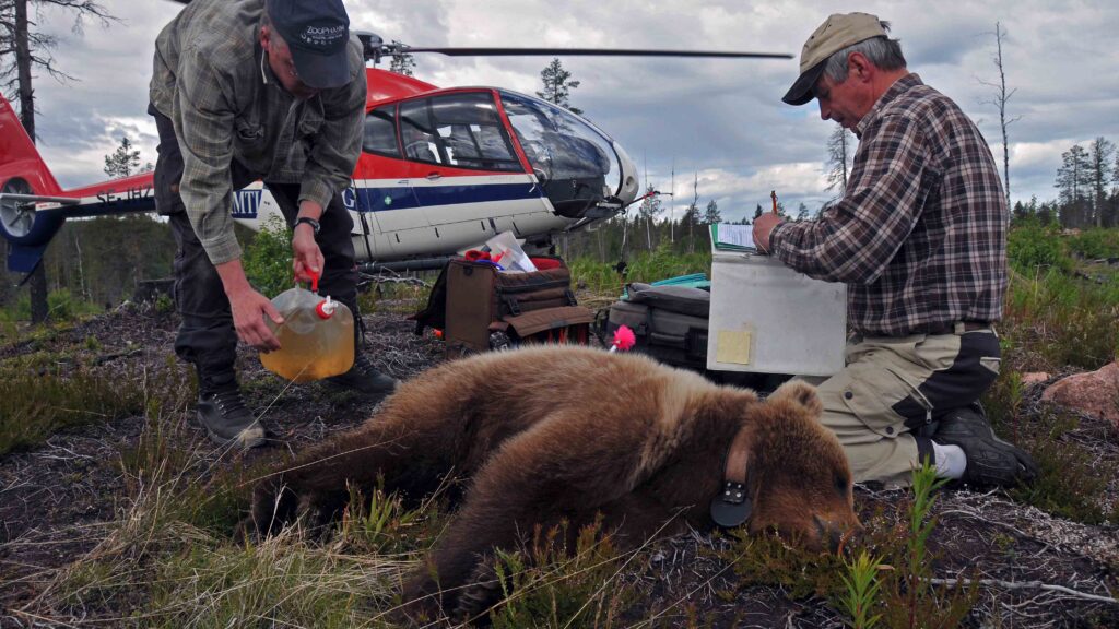 Featured image for "Bear Hibernation Inspires New Approach to Preventing Blood Clots"