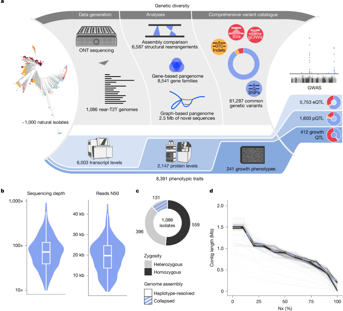 Featured image for Mapping Yeast Genomes to Predict Trait Variations and Mutations
