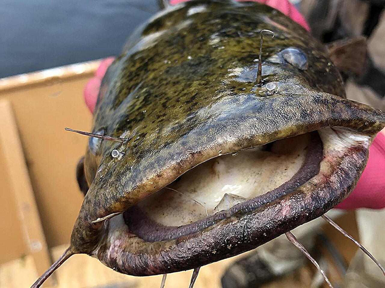 Featured image for Invasive Flathead Catfish Become Top Predators in Susquehanna River