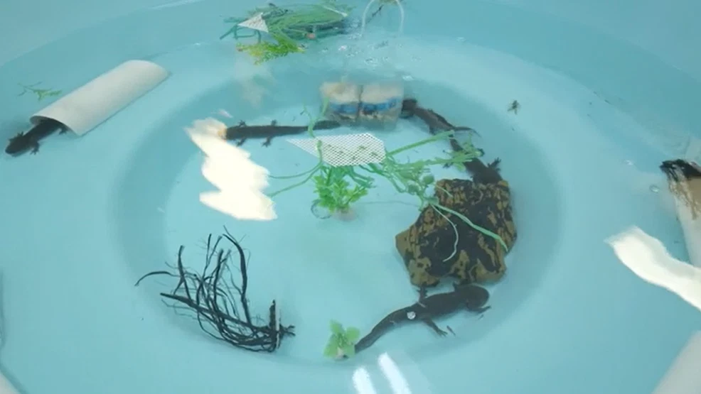 Featured image for Axolotls' Limb Regeneration Secrets Could Unlock Human Healing