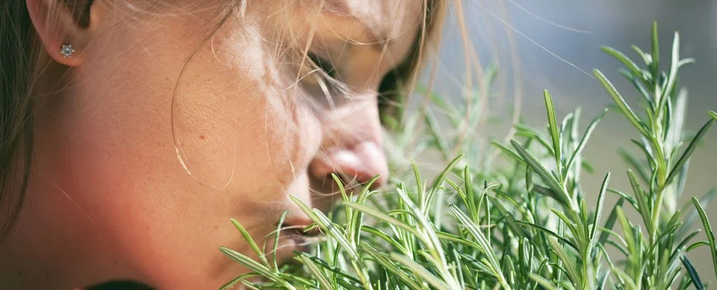Rosemary Boosts Brain Power and May Combat Alzheimer's