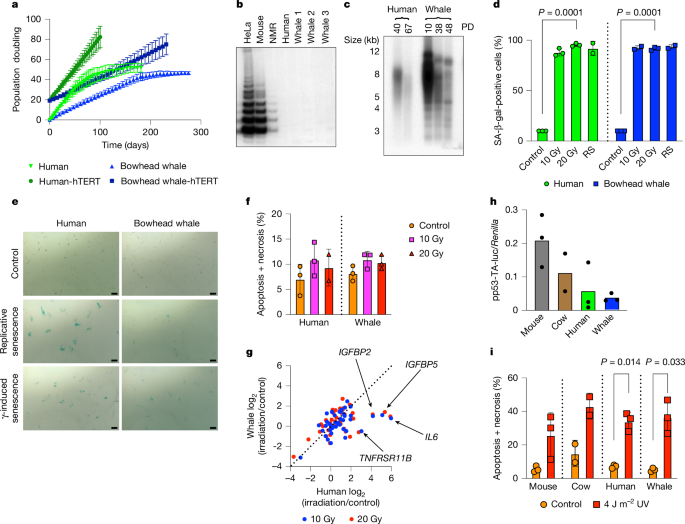 Featured image for Bowhead Whales' Longevity: Insights from DNA Repair and CIRBP Protein