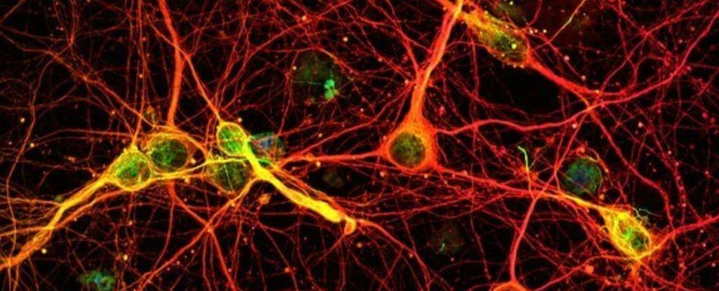New Research Reveals Memory Storage Beyond the Brain