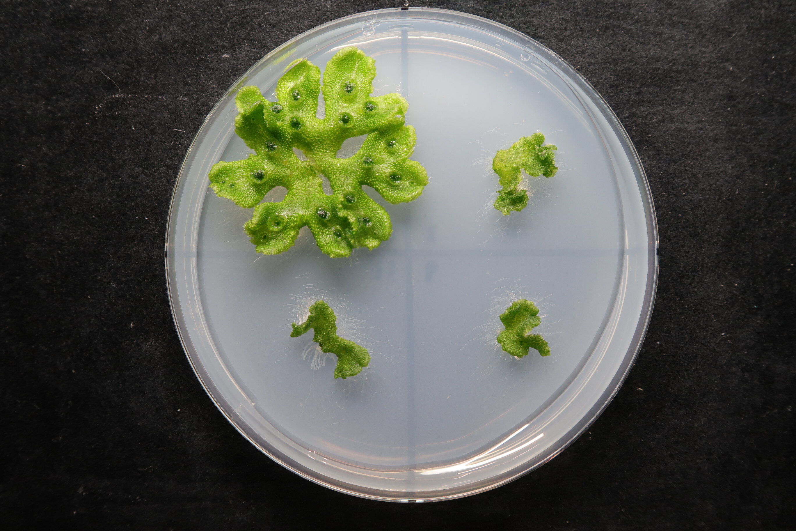 Featured image for Ancient Gene Predates Root Development in Plants