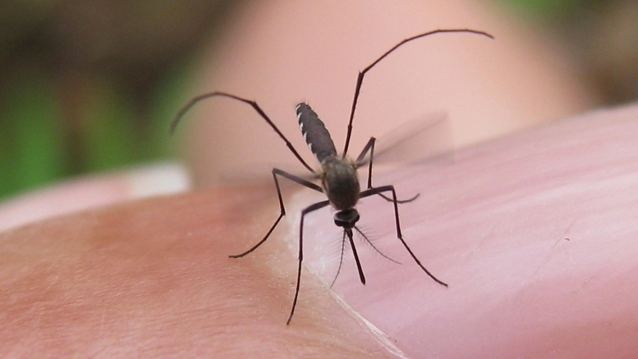 Featured image for "First West Nile Virus Mosquitoes of 2024 Detected Across Texas"