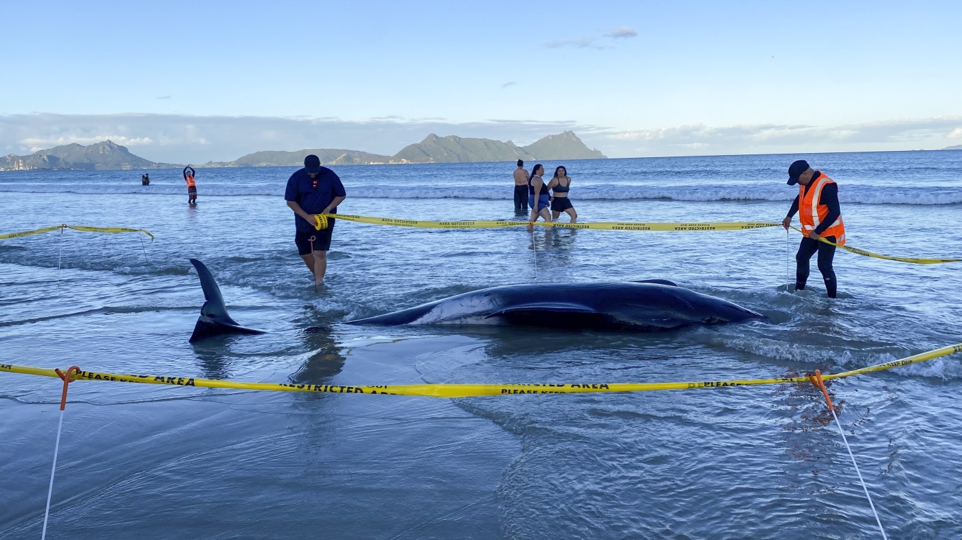 Featured image for New Zealanders Rescue 30 Stranded Whales in Heroic Effort