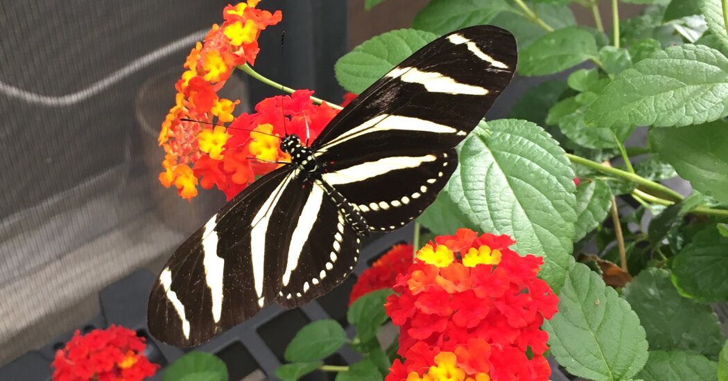 Featured image for The Colorblindness of Male Butterflies: Exploring the Lack of Vivid Vision