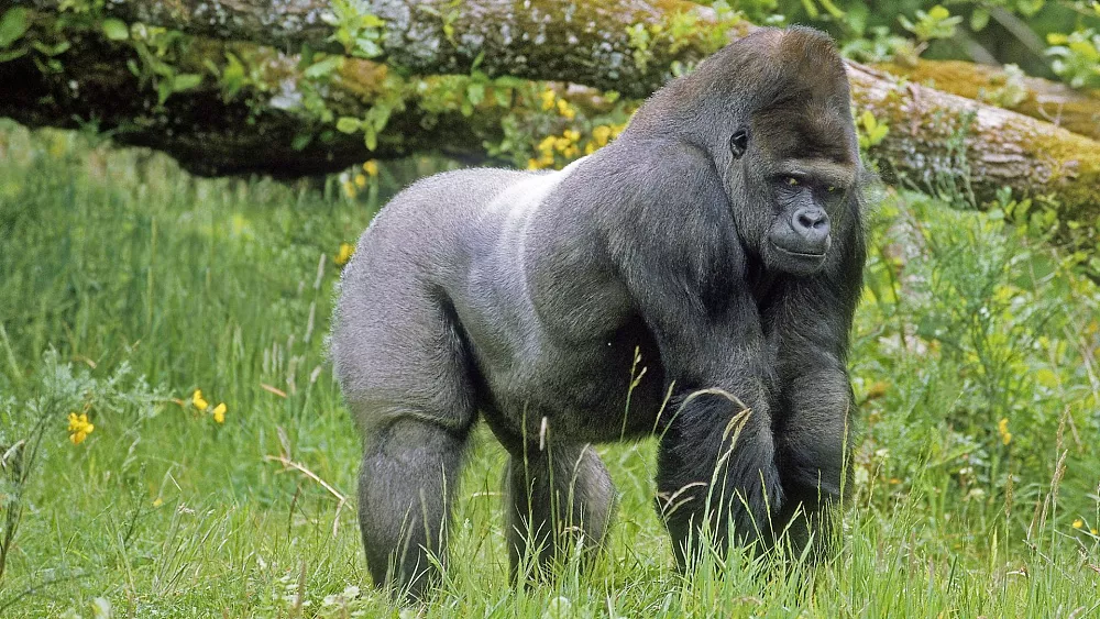Sequencing Primate Species Yields Insights for Humans.
