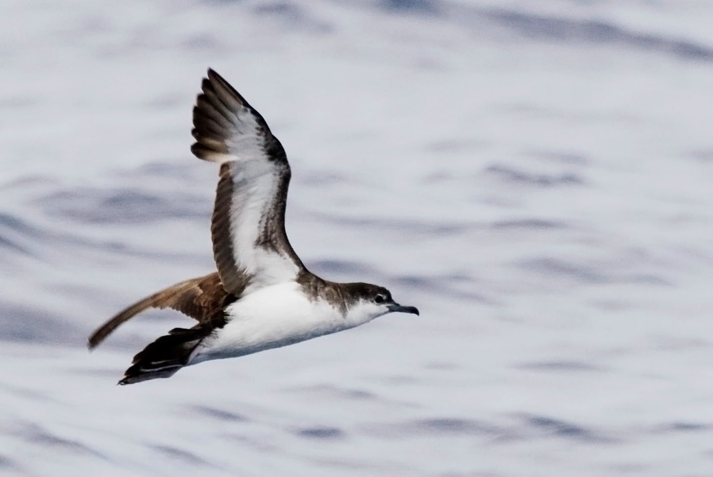 Renaming Birds: Combating Racism and Promoting Diversity in Science