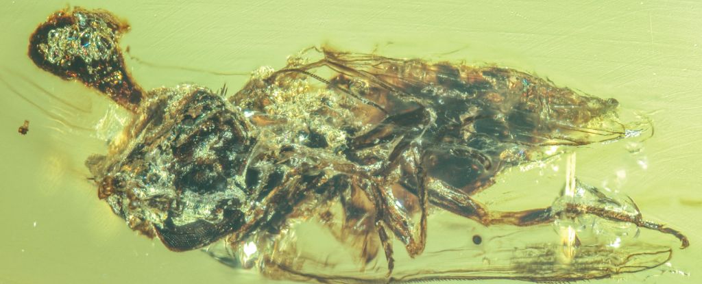 Featured image for Ancient Zombie-Fungi: Fossil Evidence of 99 Million Years of Parasitic Infections