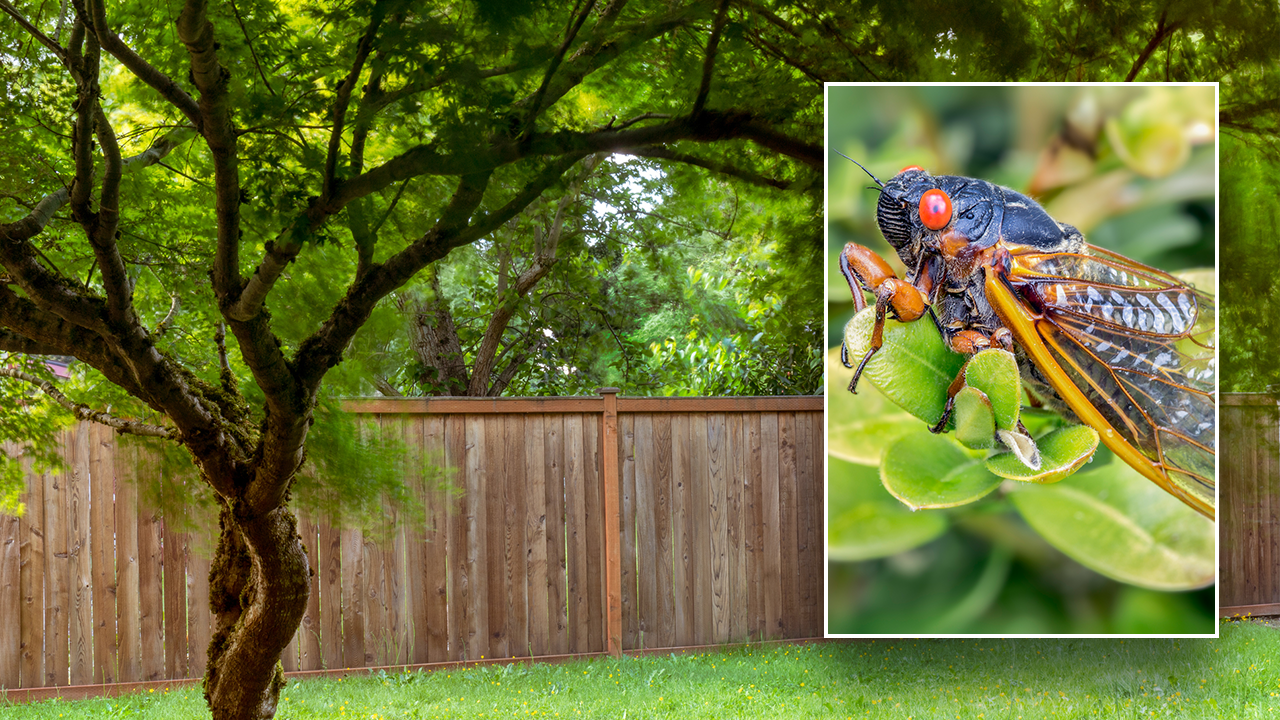 Featured image for "Trillions of Cicadas: The 2024 Invasion and Hypersexual Behavior"
