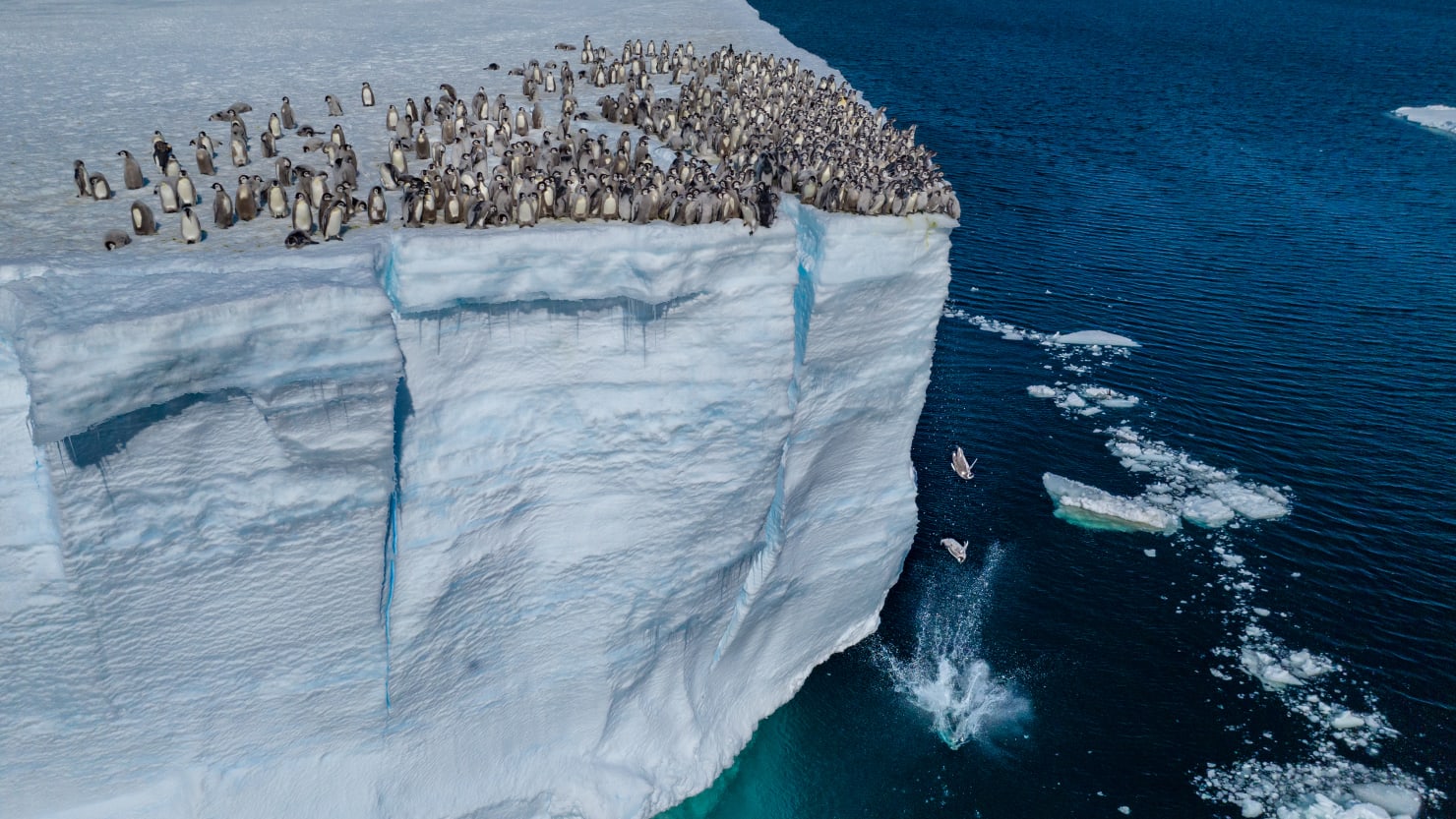 Featured image for "First Swim: Baby Emperor Penguins Take the Plunge in National Geographic Footage"