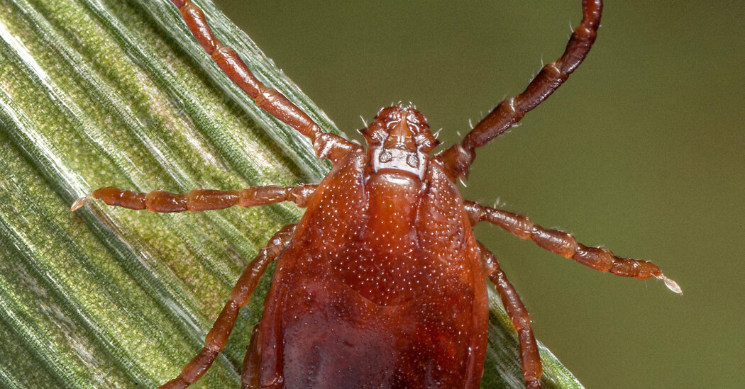 Ticks on the Rise: How to Stay Safe and Informed This Summer
