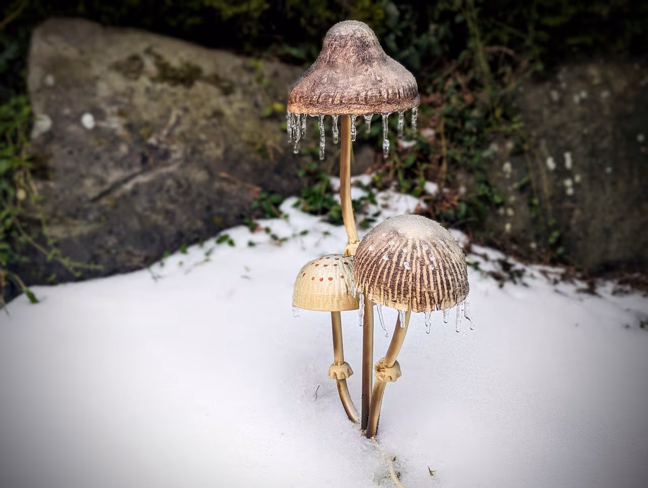 "Portland Braces for More Freezing Rain After Ice Storm Electrocution Tragedy"