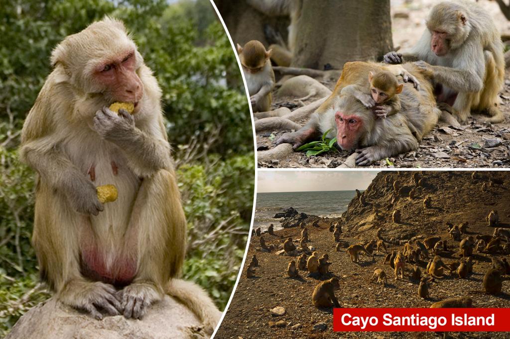 Featured image for Male Monkeys Prefer Same-Sex Encounters Over Heterosexual Relationships: Study