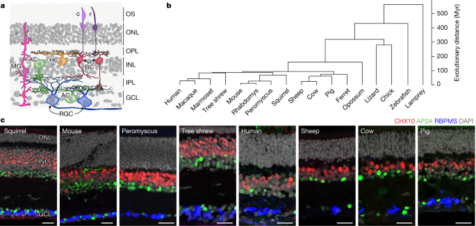 Featured image for Unveiling the Ancient Origins of Cell Types in the Vertebrate Retina