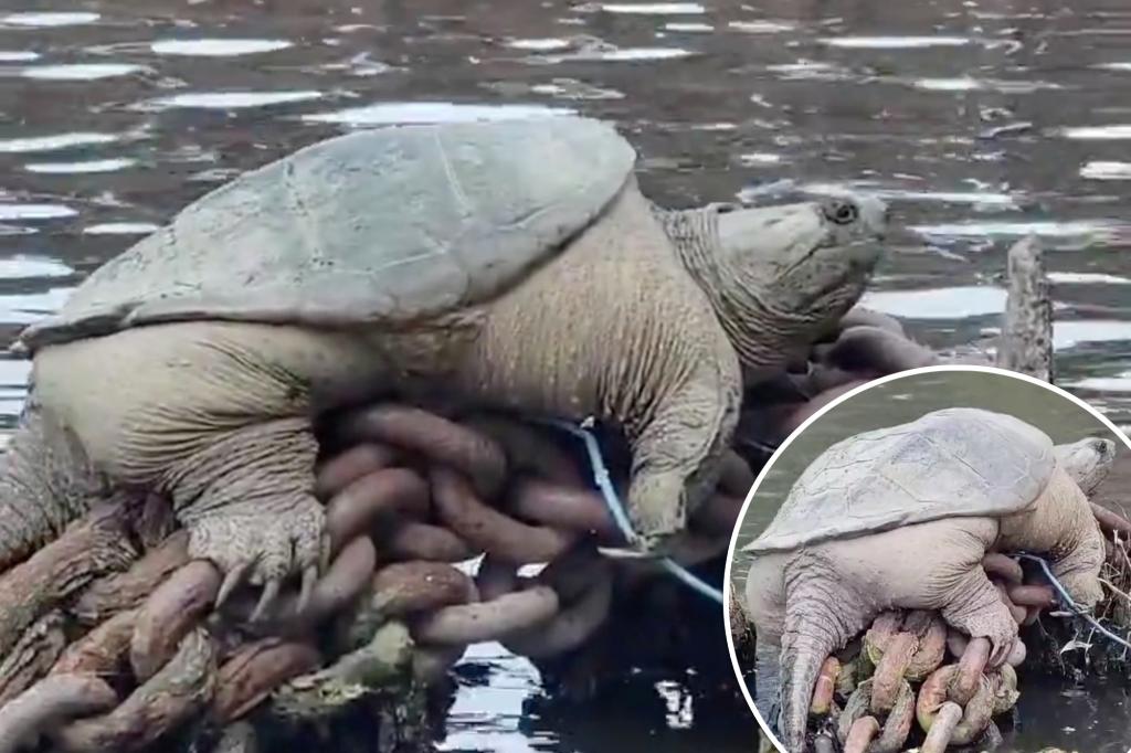 'Chonkosaurus': Chicago's Viral Giant Snapping Turtle Attracts Tourists.