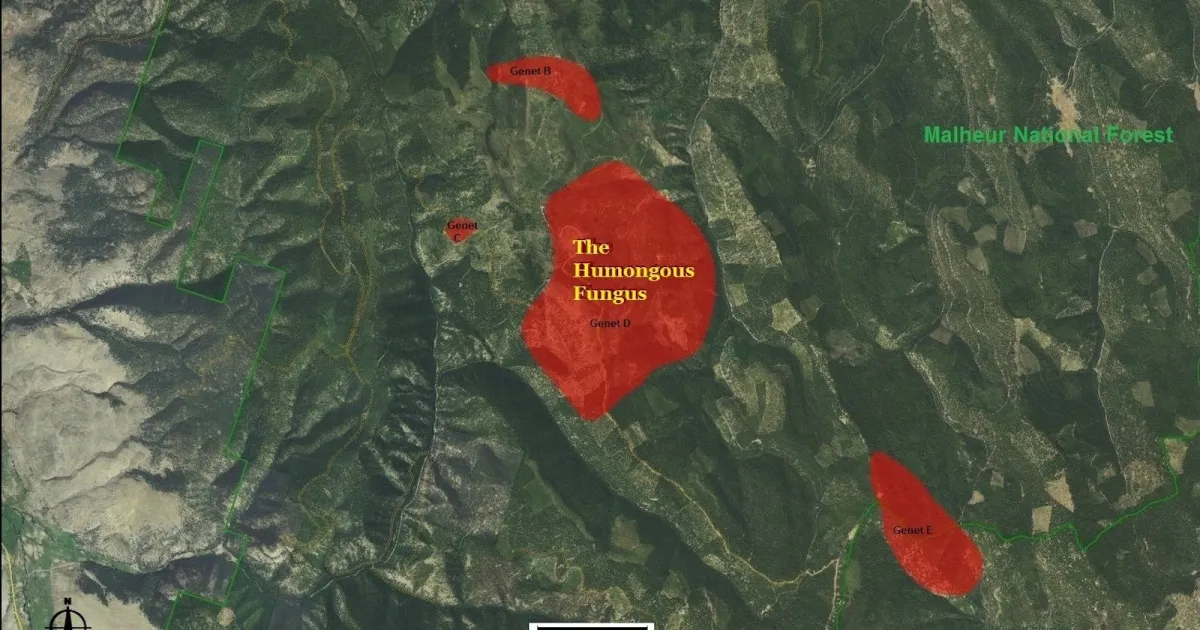 Mapping the Massive Fungus: Nature's Giant Revealed