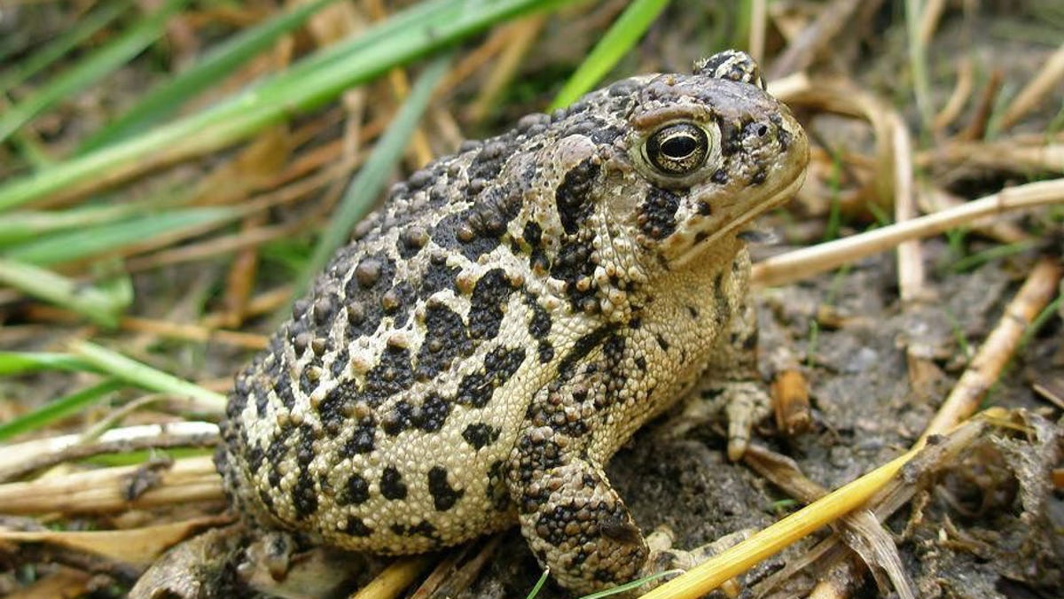 Alarming decline in global wildlife populations calls for urgent conservation efforts.