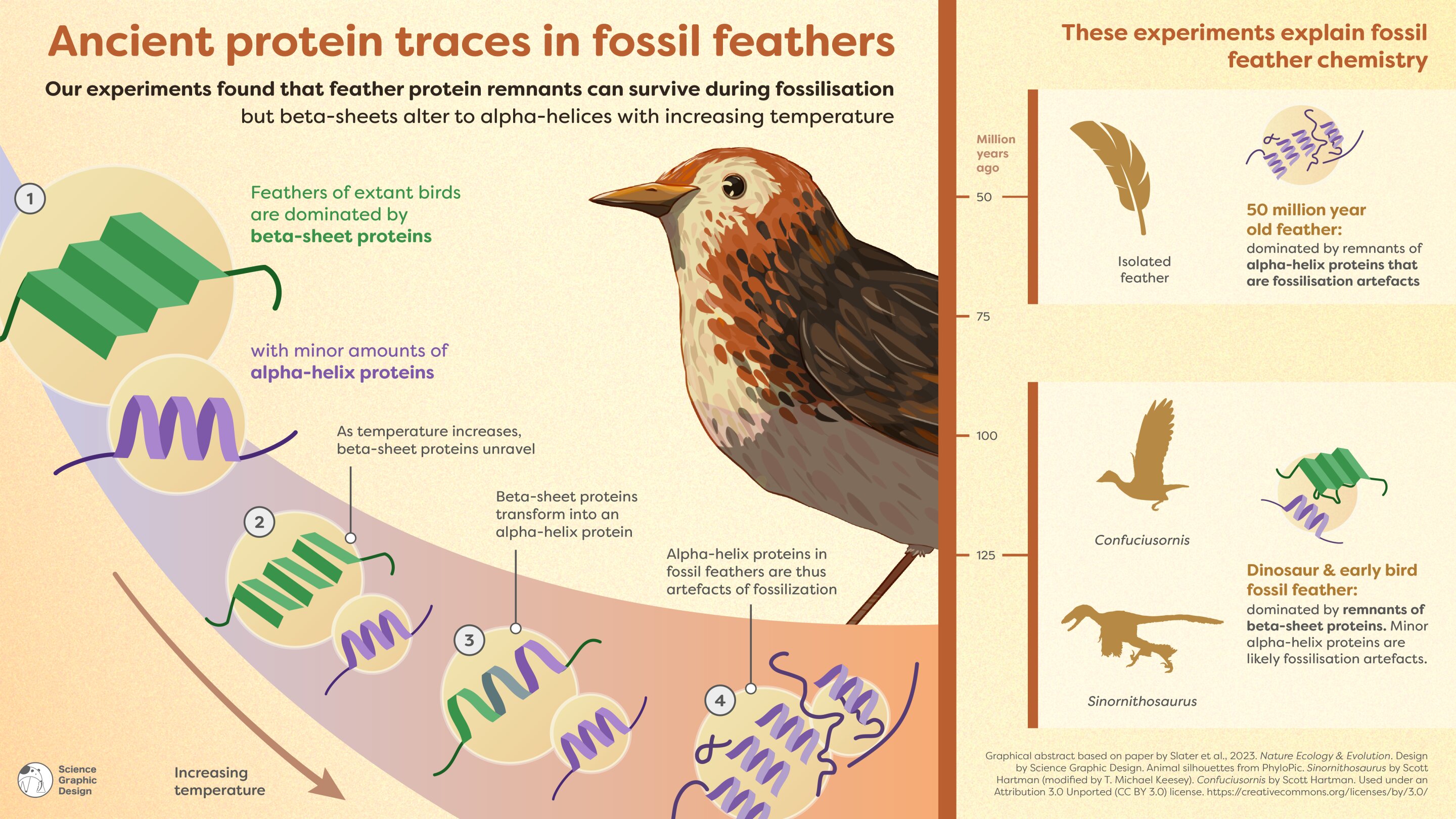 Featured image for Uncovering Ancient Proteins through Dinosaur Feathers