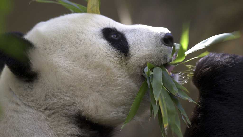 Featured image for "China to Send More Pandas to San Diego Zoo in Diplomatic Gesture"