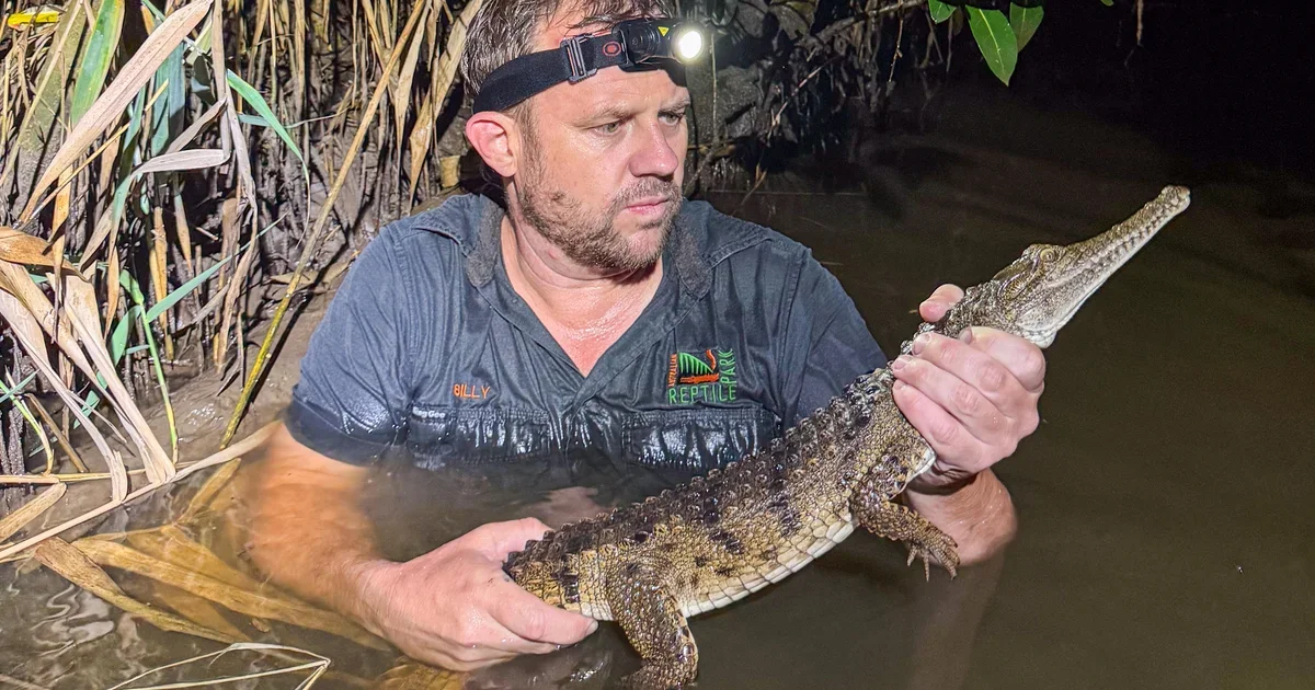 Juvenile crocodile spotted in a Newcastle creek far from its tropical home