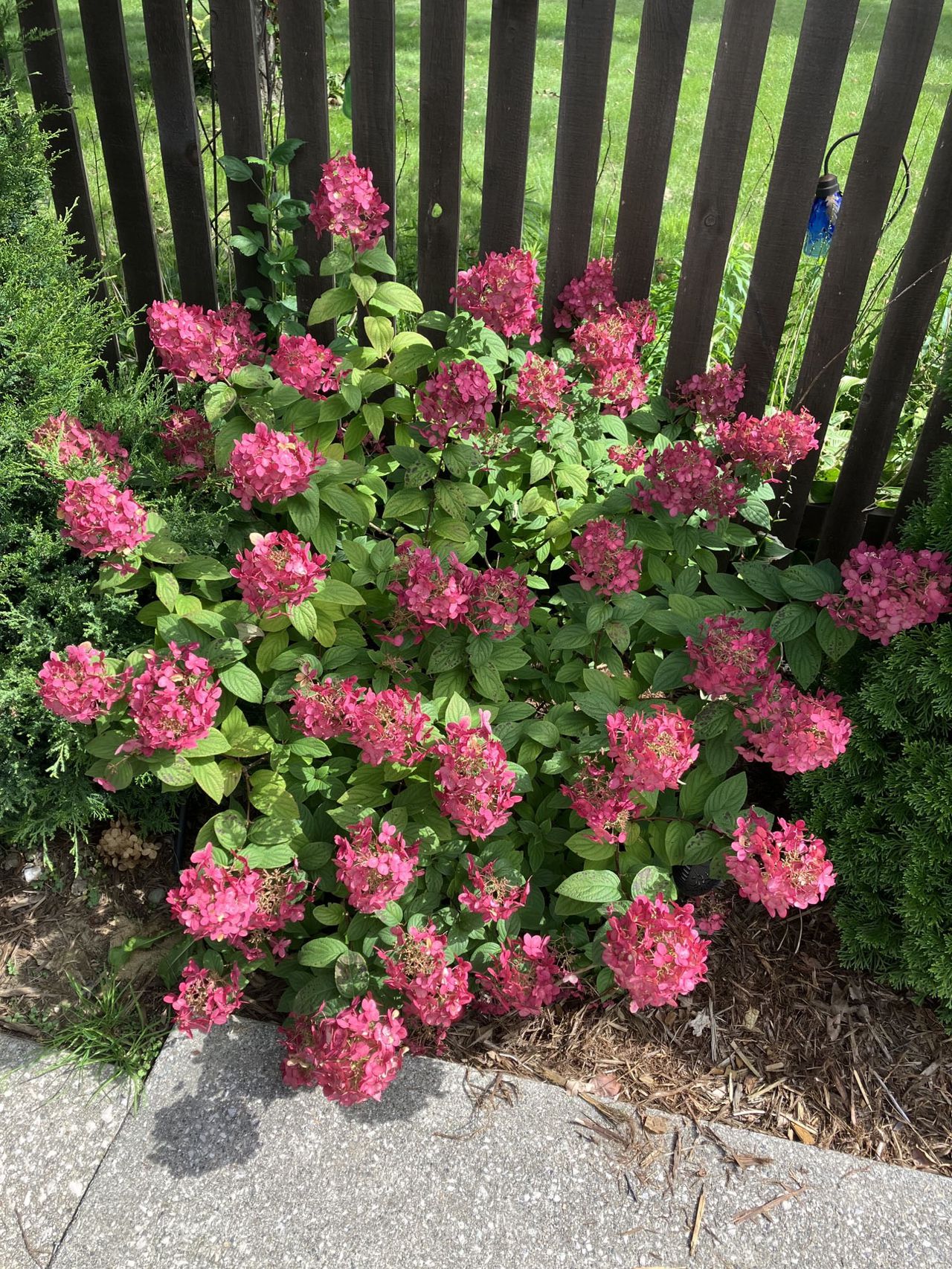 Featured image for "Unlocking the Secrets: Troubleshooting Hydrangea Blooming Issues"