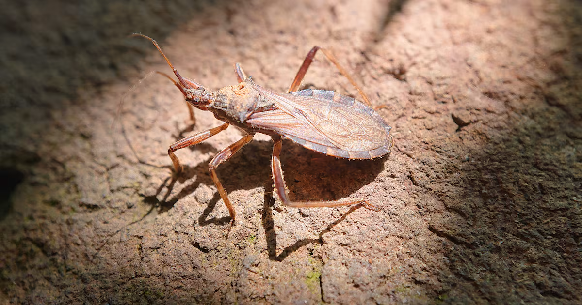 Featured image for CDC Declares Kissing Bug Disease Endemic in the U.S.