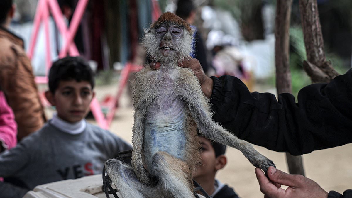 "Starvation and Disease: The Silent Crises Ravaging Gaza's Population and Zoo Animals"
